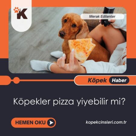 Köpekler Pizza Yiyebilir Mi?