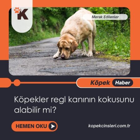 Köpekler Regl Kanının Kokusunu Alabilir Mi?