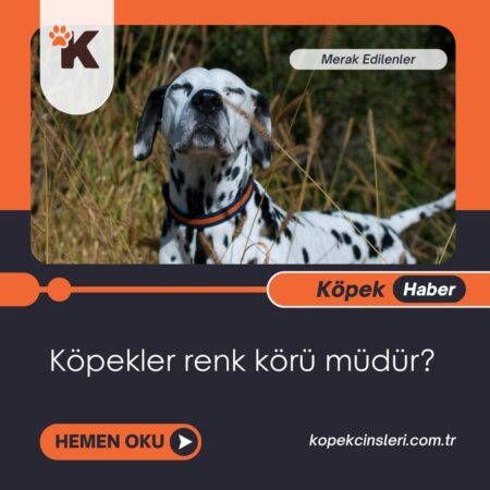 Köpekler Renk Körü Müdür?