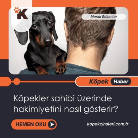 Köpekler Sahibi Üzerinde Hakimiyetini Nasıl Gösterir?