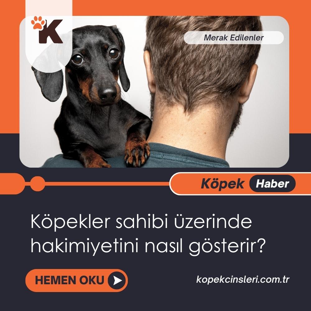 Köpekler Sahibi Üzerinde Hakimiyetini Nasıl Gösterir