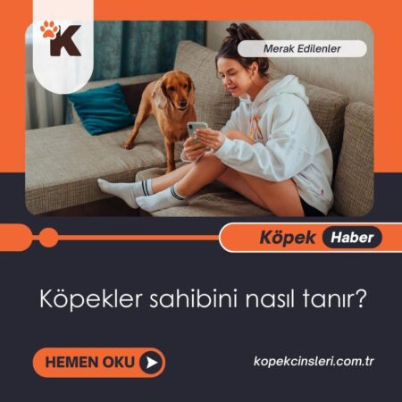 Köpekler Sahibini Nasıl Tanır?