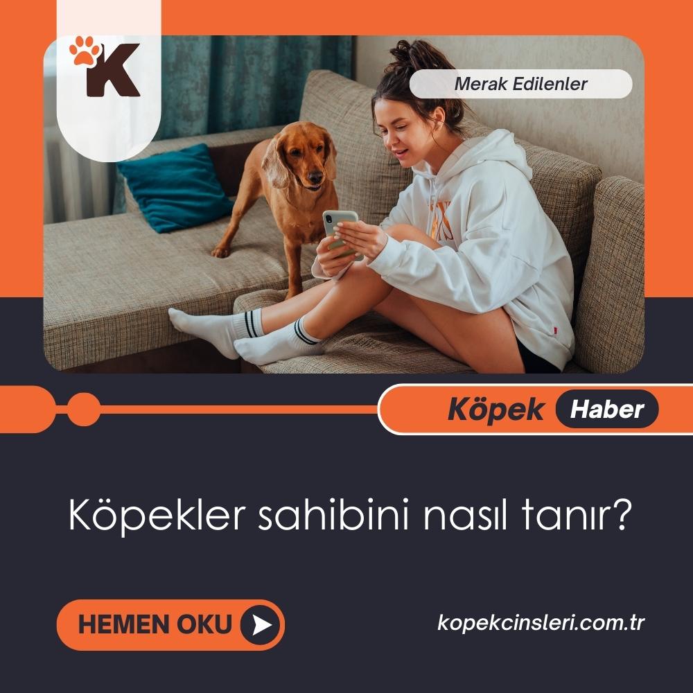 Köpekler Sahibini Nasıl Tanır