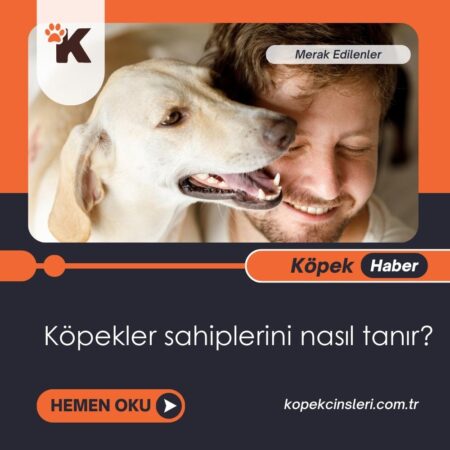 Köpekler sahiplerini nasıl tanır?