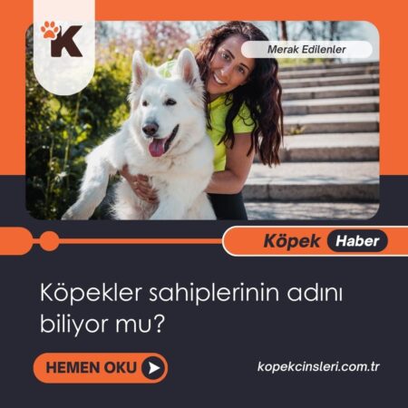 Köpekler Sahiplerinin Adını Biliyor Mu?