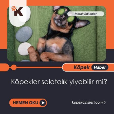 Köpekler Salatalık Yiyebilir Mi?