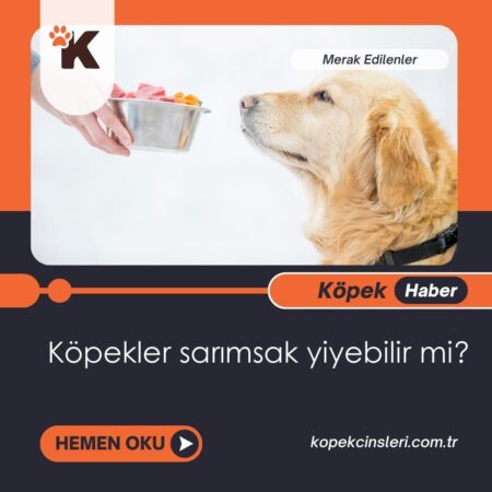 Köpekler Sarımsak Yiyebilir Mi?