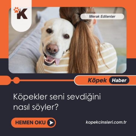 Köpekler seni sevdiğini nasıl söyler?