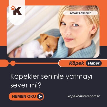 Köpekler Seninle Yatmayı Sever Mi?