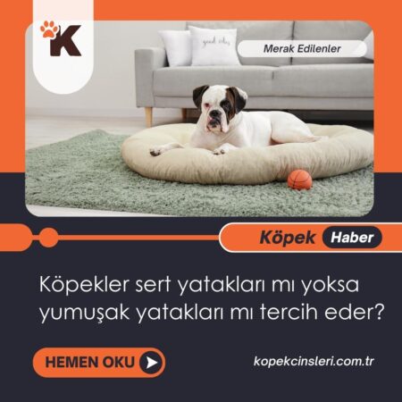 Köpekler sert yatakları mı yoksa yumuşak yatakları mı tercih eder?