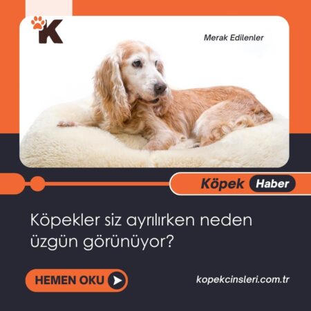 Köpekler Siz Ayrılırken Neden Üzgün Görünüyor?