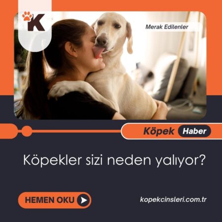 Köpekler sizi neden yalıyor?