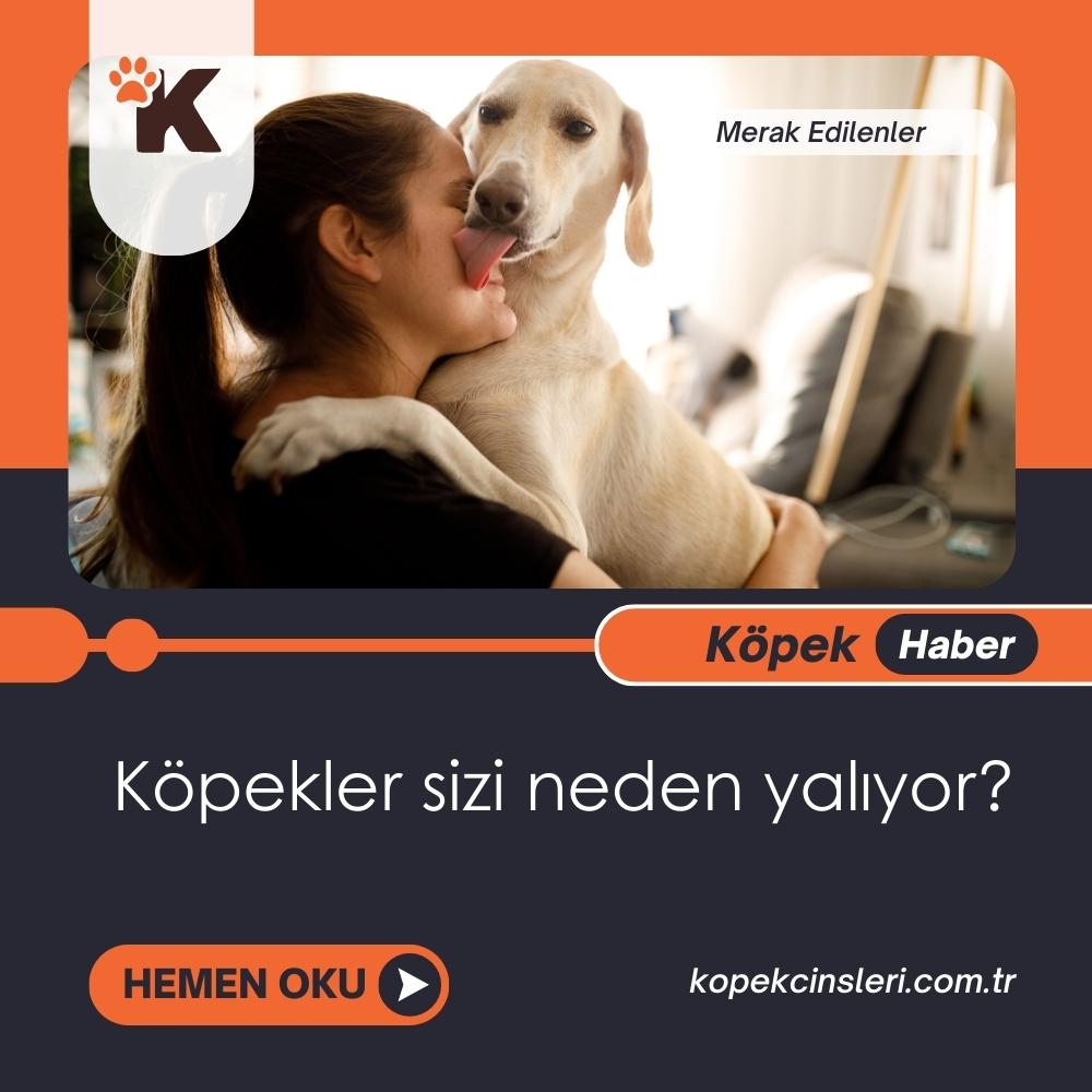 Köpekler sizi neden yalıyor