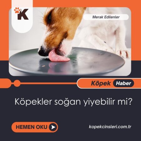 Köpekler Soğan Yiyebilir Mi?