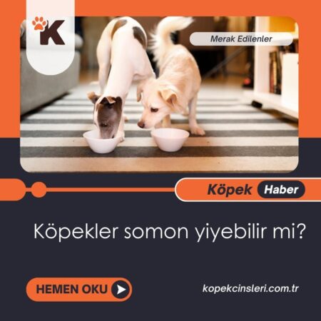 Köpekler Somon Yiyebilir Mi?