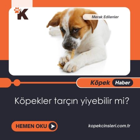 Köpekler Tarçın Yiyebilir Mi?