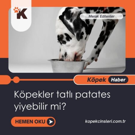 Köpekler Tatlı Patates Yiyebilir Mi?