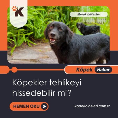 Köpekler Tehlikeyi Hissedebilir Mi?