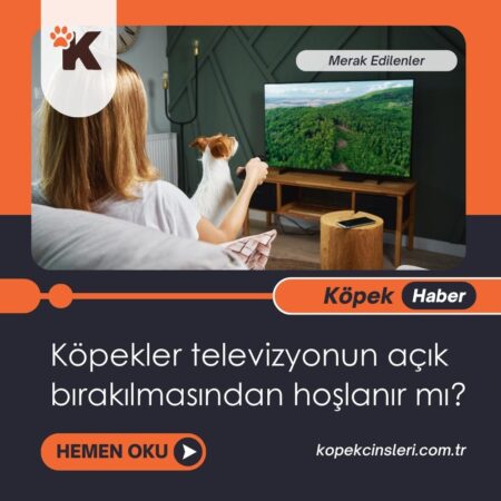 Köpekler Televizyonun Açık Bırakılmasından Hoşlanır Mı?