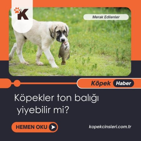 Köpekler Ton Balığı Yiyebilir Mi?