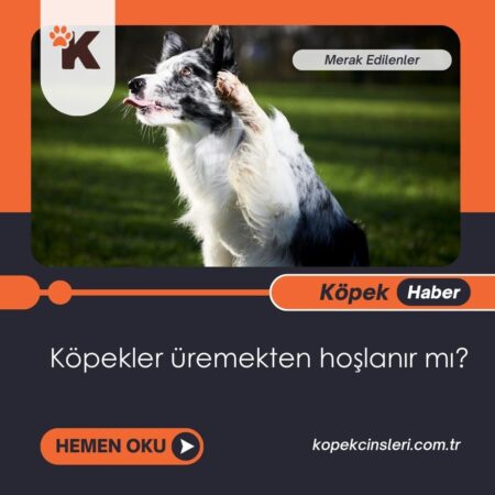 Köpekler Üremekten Hoşlanır Mı?