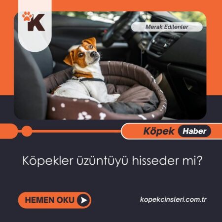 Köpekler Üzüntüyü Hisseder Mi?