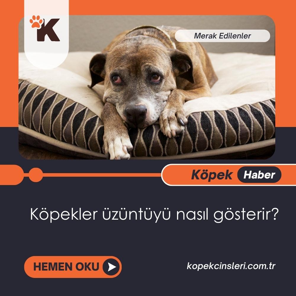 Köpekler Üzüntüyü Nasıl Gösterir?