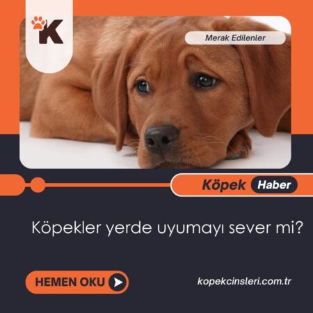 Köpekler yerde uyumayı sever mi?