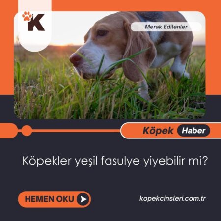 Köpekler Yeşil Fasulye Yiyebilir Mi?