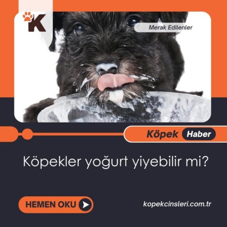 Köpekler Yoğurt Yiyebilir Mi?