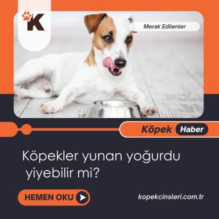 Köpekler Yunan Yoğurdu Yiyebilir Mi?