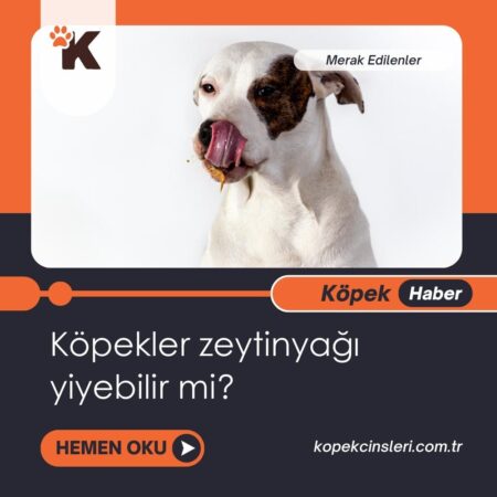 Köpekler Zeytinyağı Yiyebilir Mi?