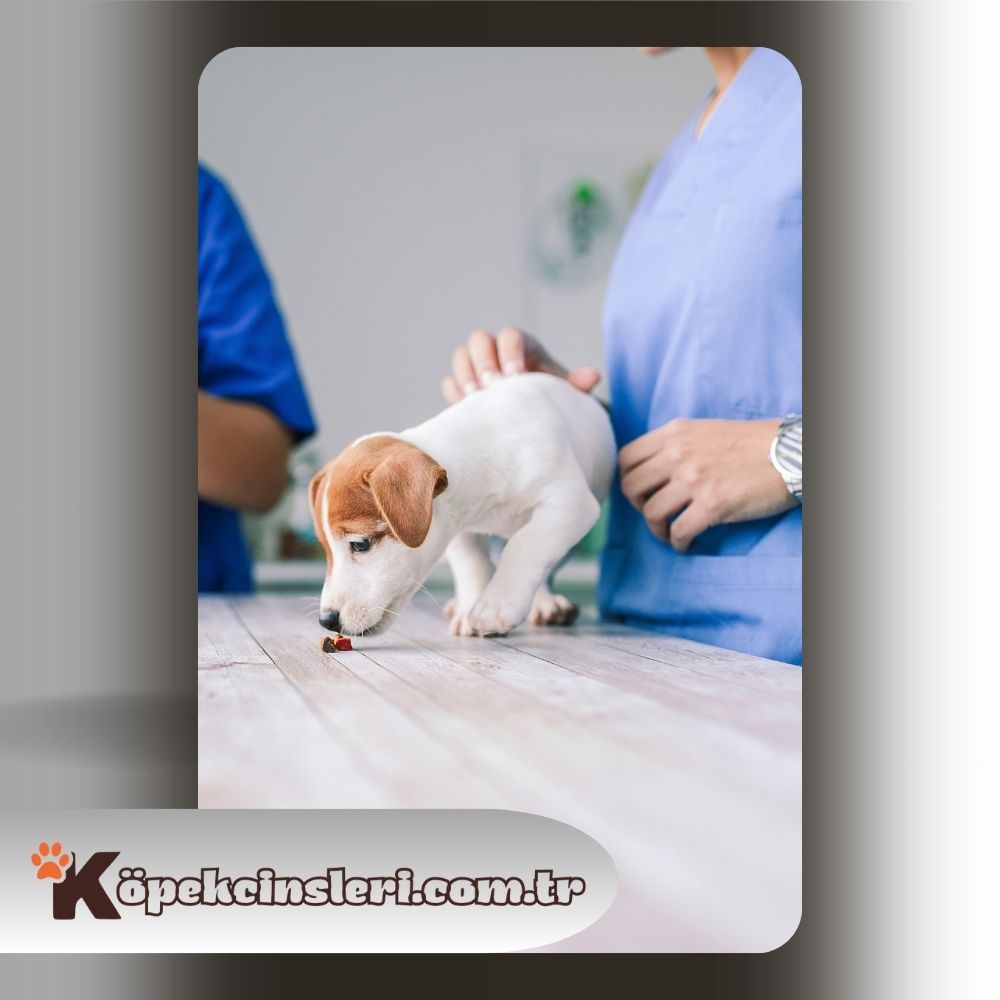 Köpeklerde Dirofilariyaz Hastalığı