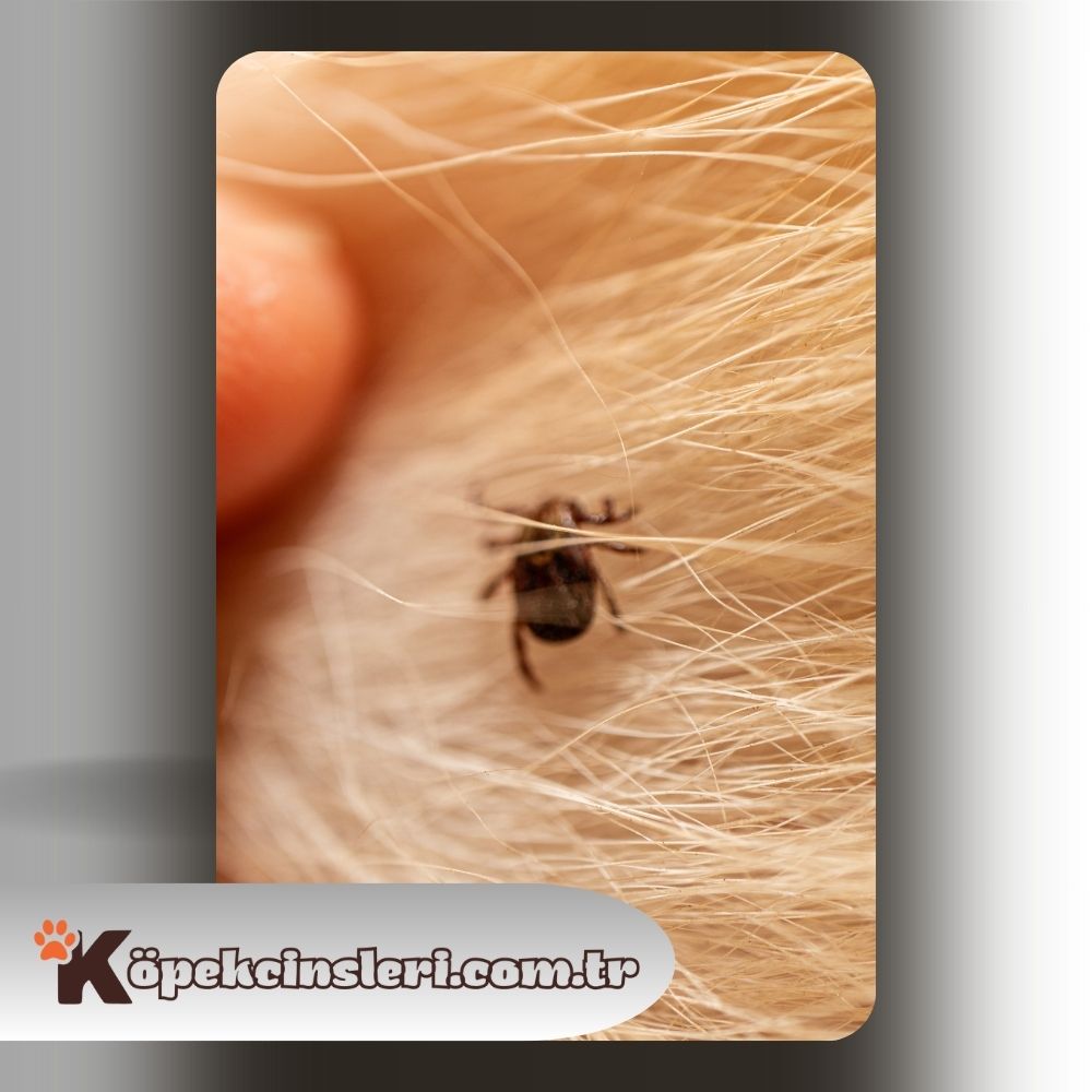 Köpeklerde Lyme Hastalığı