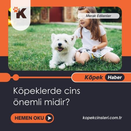 Köpeklerde Cins Önemli Midir?