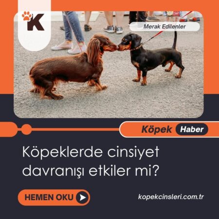 Köpeklerde Cinsiyet davranışı etkiler mi?