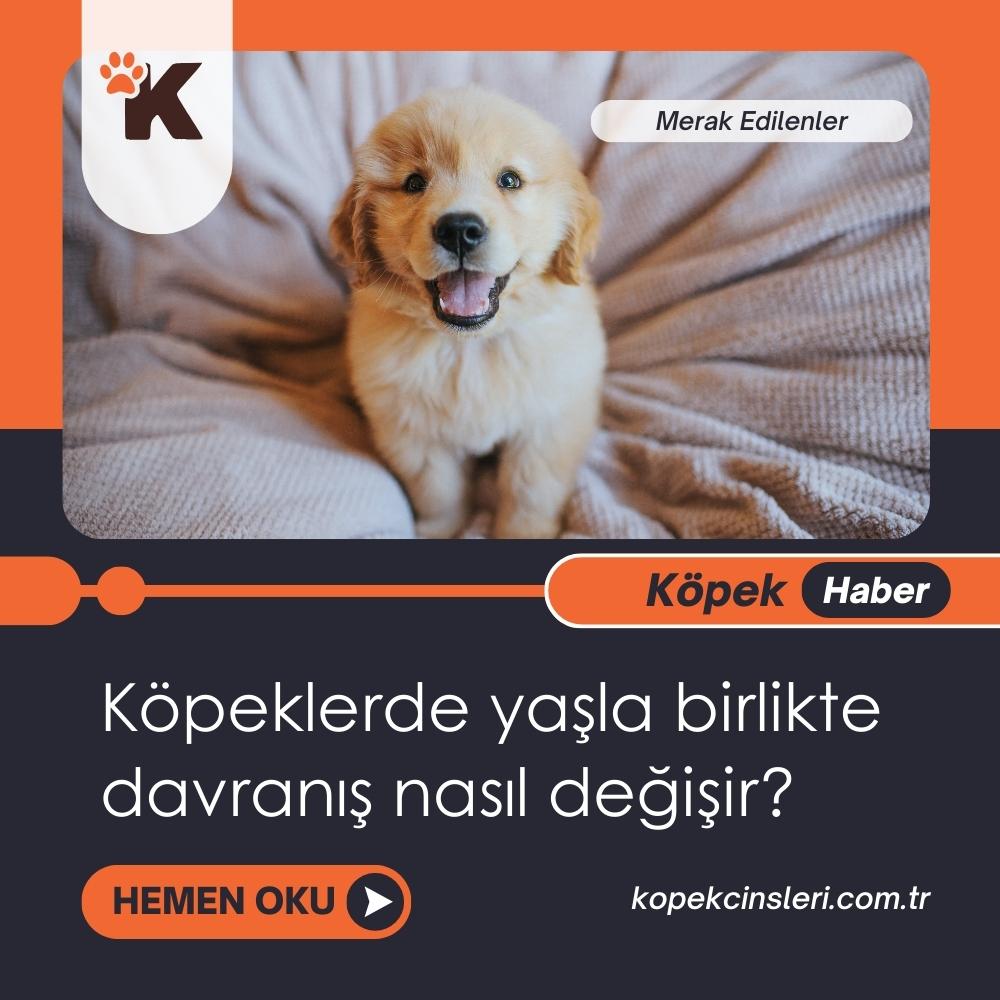 Köpeklerde Yaşla Birlikte Davranış Nasıl Değişir?