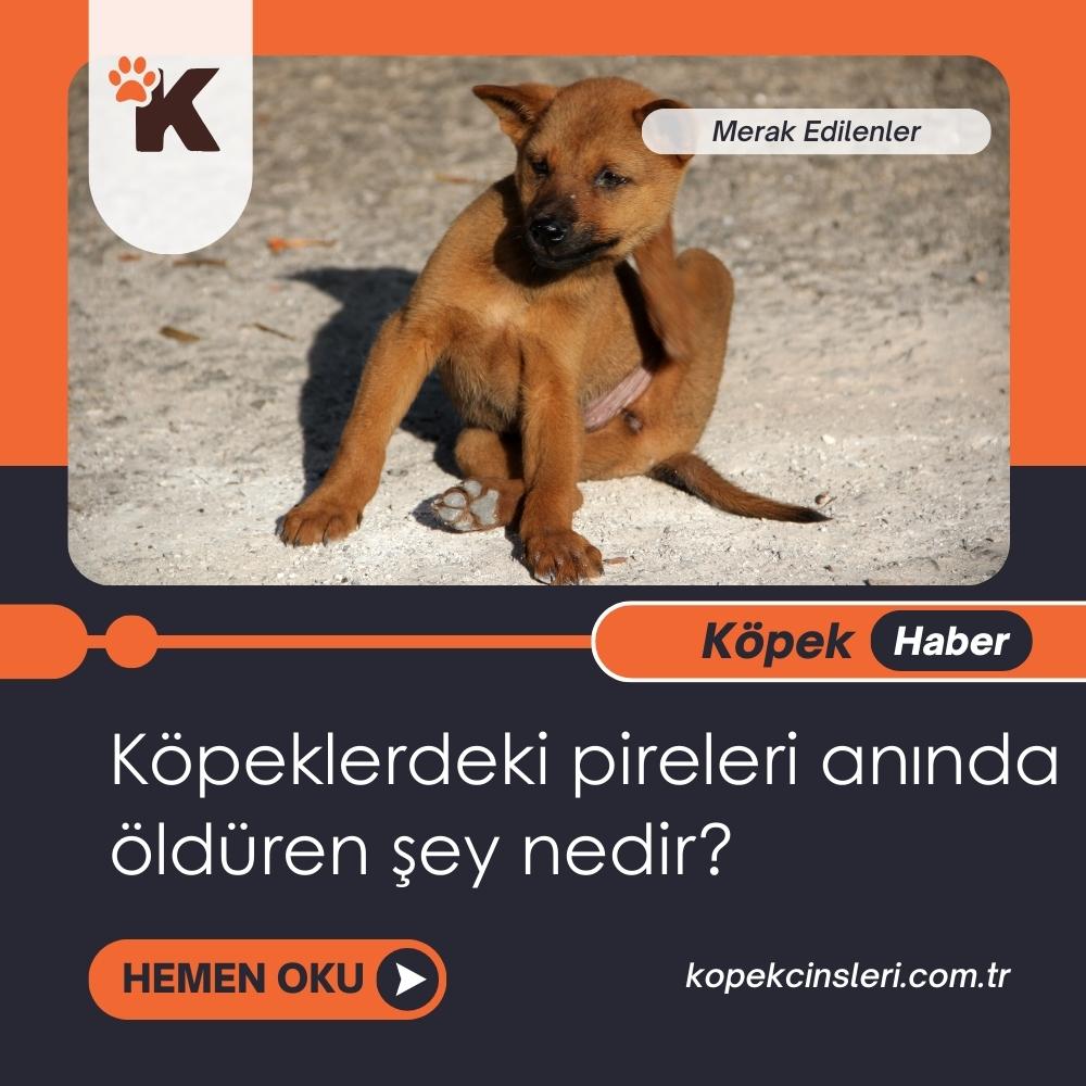 Köpeklerdeki Pireleri Anında Öldüren Şey Nedir?