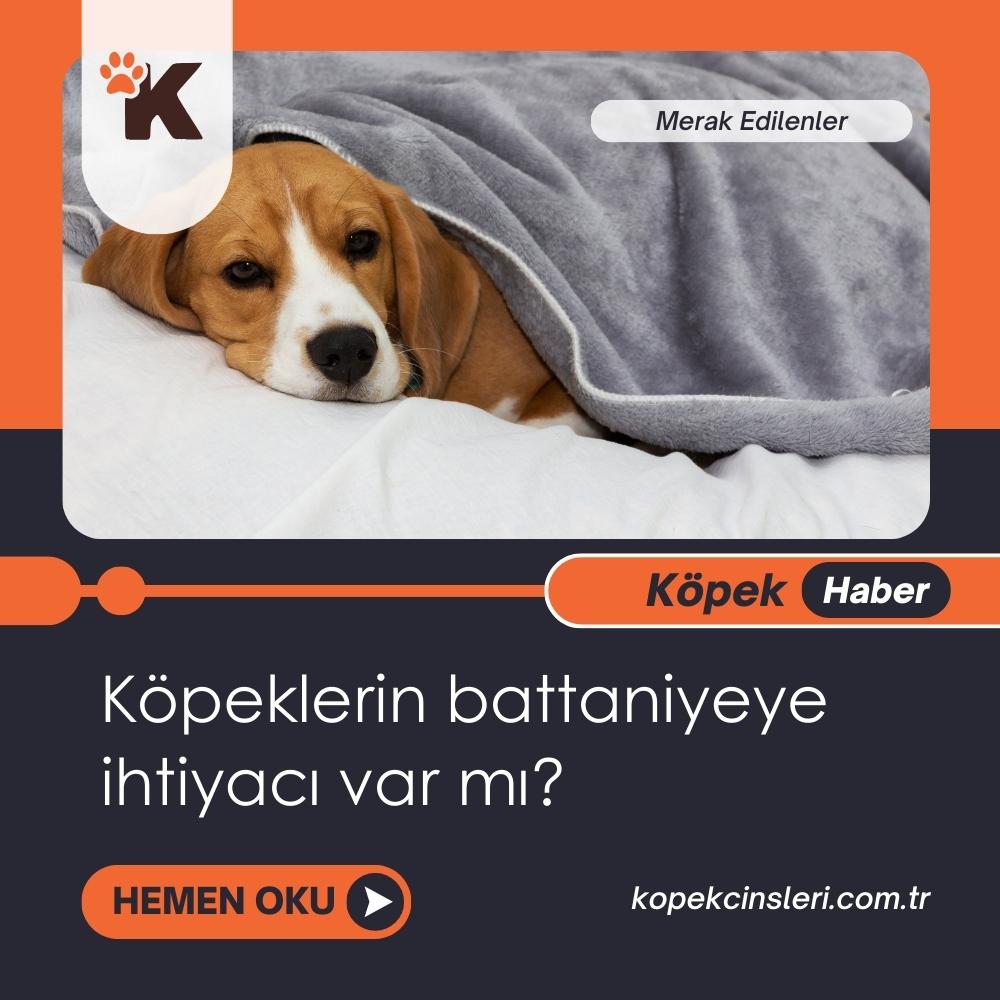 Köpeklerin battaniyeye ihtiyacı var mı?