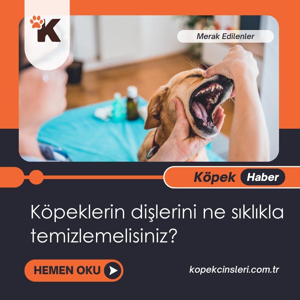 Köpeklerin Dişlerini Ne Sıklıkla Temizlemelisiniz?