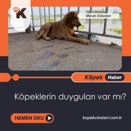 Köpeklerin duyguları var mı?