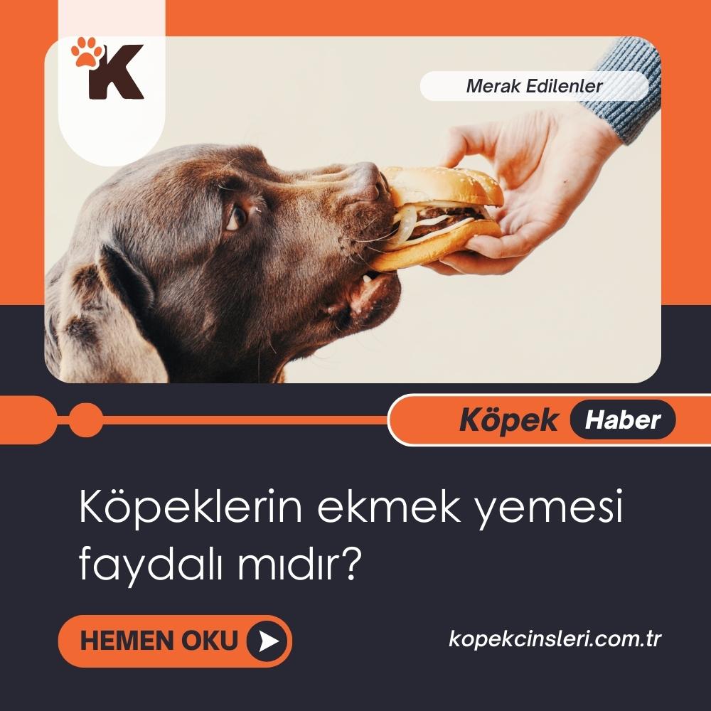 Köpeklerin Ekmek Yemesi Faydalı Mıdır?