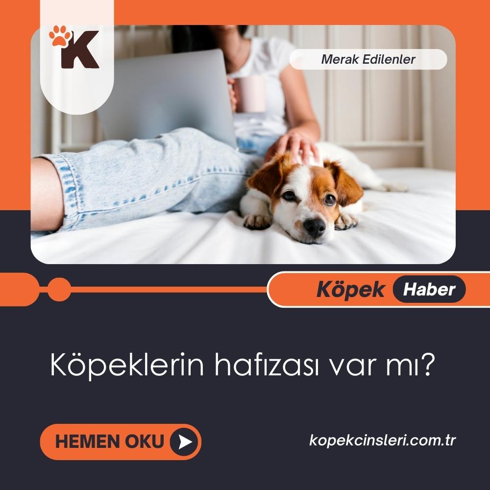 Köpeklerin Hafızası Var Mı?