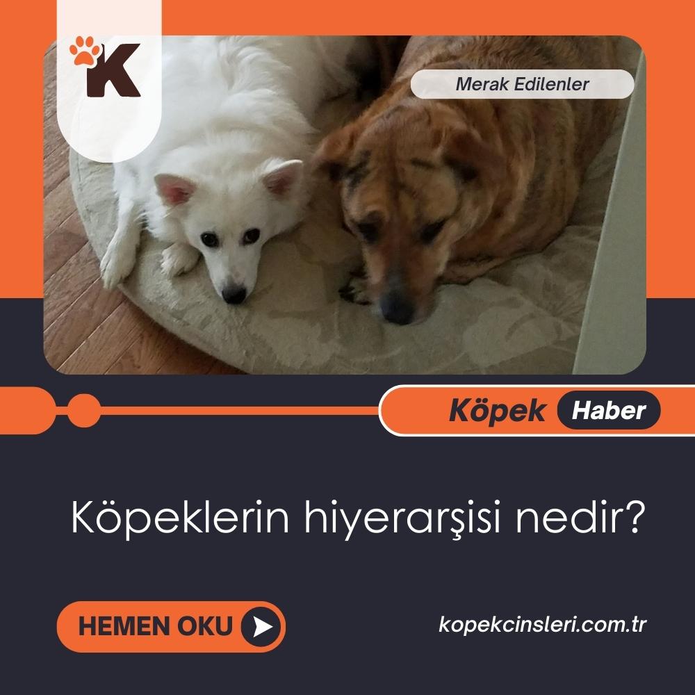 Köpeklerin Hiyerarşisi Nedir?