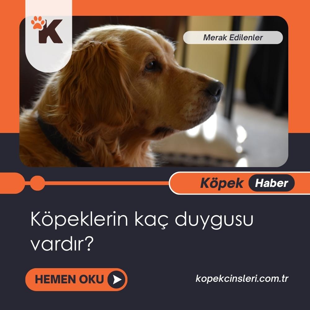 Köpeklerin Kaç Duygusu Vardır?