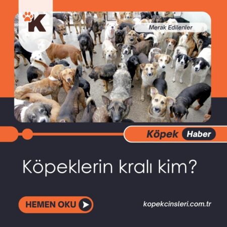 Köpeklerin kralı kim?