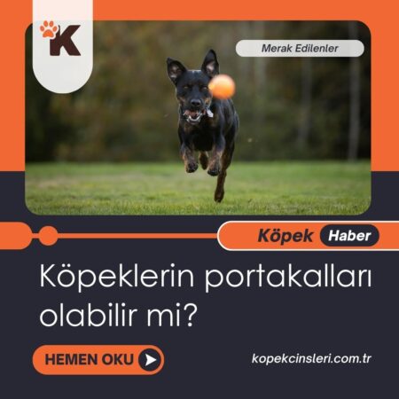 Köpeklerin Portakalları Olabilir Mi?