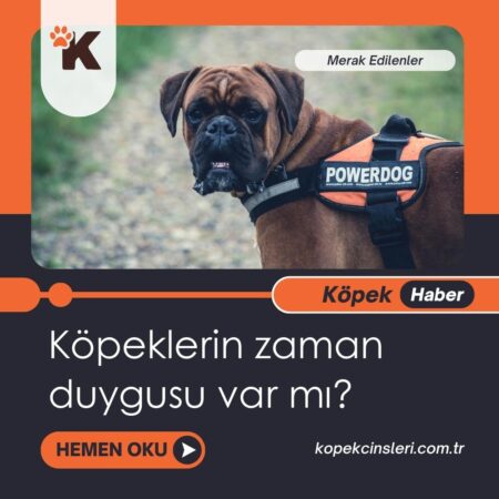 Köpeklerin Zaman Duygusu Var Mı?