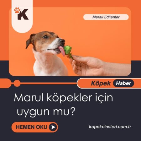 Marul Köpekler İçin Uygun Mu?