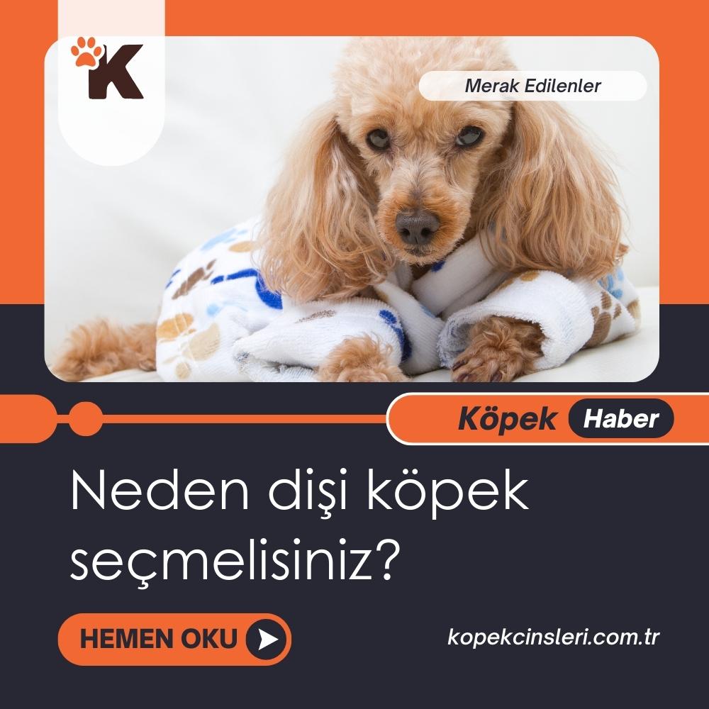 Neden Dişi Köpek Seçmelisiniz?